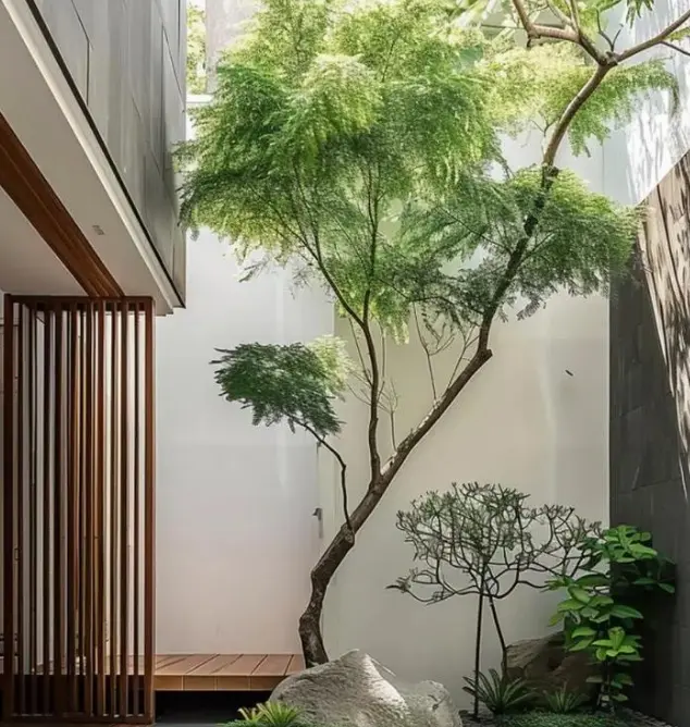 速生白蜡树种植技术方法(白蜡树速生种植指南) 速生白蜡树种植技术方法(白蜡树速生种植指南)