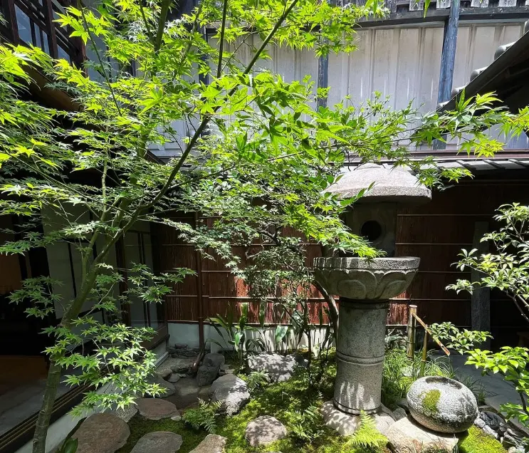野生的蔷薇树图片-常见问题(蔷薇树图片的常见疑问解答)